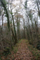 Passage dans un petit bois