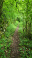 Passage des buis