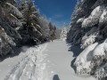 Passage en forêt sur leGR