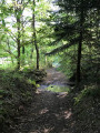 Passage en forêt