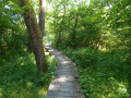 passage en forêt
