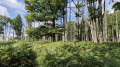 Passage entre Fagnes et chêneraie