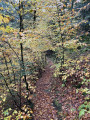 Passage sous les jeunes arbres