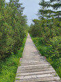 Passerelle bois