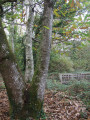 Passerelle