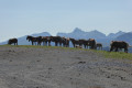 Pastoralisme