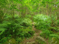 Path going up