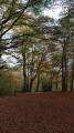 Path in Birch Wood