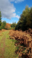 Path in Forest of Dean