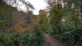 Path in Kingscote Wood