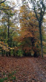 path in Oakenhill Wood