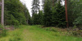 Path in the New Forest National Park