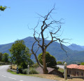 Le Chemin des Palombières à Saint-Pé-d'Ardet