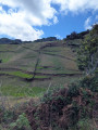Paturages Paturages