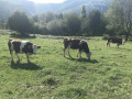 Génisses Montbéliardes au pâturage