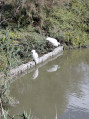 Pause élégante sur les pilotis : les aigrettes du Pont de Gau