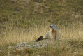 Pause marmotte