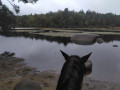 Pause sur le lac du Merle pour faire boire les chevaux