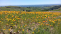 pavots de californie pavots de californie