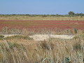 paysage autour de l'étang