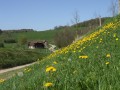 Paysage bucolique