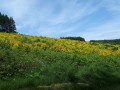 Paysage bucolique