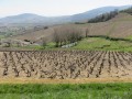 Paysage champêtre et bucolique