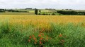 Paysage champetre