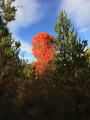 Paysage d'automne près du Brusquet