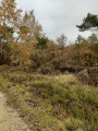 Paysage d'automne