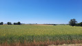 Paysage de champs de céréales à perte de vue