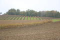 Paysage de cultures, de vignes et de bois