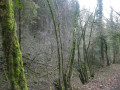 Paysage de forêt primaire dans la combe