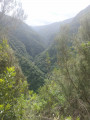 Paysage de la forêt