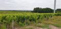 Paysage de vigne de Saint Georges sur Cher Paysage de vigne de Saint Georges sur Cher