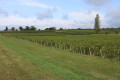 Paysage de vignes aux environs de Brie