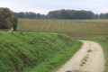 Paysage de vignes, de cultures et de bois