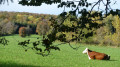 Paysage en automne