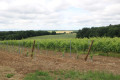 Paysage entre vignes et bois