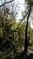 Paysage onirique au milieu des bois