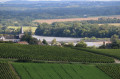 Paysage viticole avec vue sur Loire