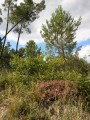 Arboretum, carrières et chevaux au Fouilloux