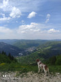 PDV