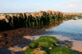 Pêcherie d'estran. Pêcherie d'estran.