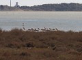 Pelicans Pelicans