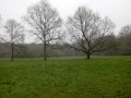 Le Bois de Louveciennes et l'Etang de Bechevet Le Bois de Louveciennes et l'Etang de Bechevet