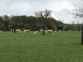 Pelouse, verger et moutons