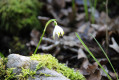 Perce neige