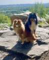 Perceval Sheltie