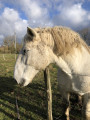 Cheval de trait au pré chemin de la Londe